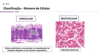Classificação – Número de Células
27
Glândulas Salivares
UNICELULAR MULTICELULAR
Célula caliciforme, encontrada no revestimento do
intestino delgado ou do sistema respiratório.
 