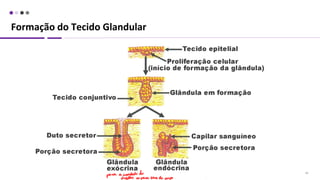 Formação do Tecido Glandular
28
 