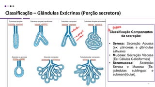 Classificação – Glândulas Exócrinas (Porção secretora)
32
Classificação Componentes
da secreção:
• Serosa: Secreção Aquosa
(ex: pâncreas e glândulas
salivares
• Mucosa: Secreção Viscosa
(Ex: Células Caliciformes)
• Seromucosa: Secreção
Serosa e Mucosa (Ex:
glândulas sublingual e
submandibular).
 