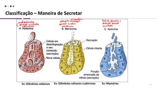 Classificação – Maneira de Secretar
33
Ex: Glândulas sebáceas Ex: Glândulas salivares e pâncreas Ex: Mamárias
 