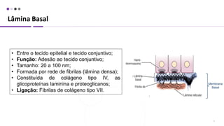Lâmina Basal
5
• Entre o tecido epitelial e tecido conjuntivo;
• Função: Adesão ao tecido conjuntivo;
• Tamanho: 20 a 100 nm;
• Formada por rede de fibrilas (lâmina densa);
• Constituída de colágeno tipo IV, as
glicoproteínas laminina e proteoglicanos;
• Ligação: Fibrilas de colágeno tipo VII.
 