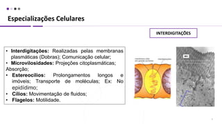 Especializações Celulares
6
• Interdigitações: Realizadas pelas membranas
plasmáticas (Dobras); Comunicação celular;
• Microvilosidades: Projeções citoplasmáticas;
Absorção;
• Estereocílios: Prolongamentos longos e
imóveis; Transporte de moléculas; Ex: No
epidídimo;
• Cílios: Movimentação de fluidos;
• Flagelos: Motilidade.
INTERDIGITAÇÕES
 