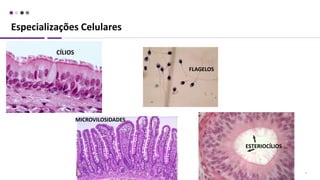 7
CÍLIOS
FLAGELOS
MICROVILOSIDADES
ESTERIOCÍLIOS
Especializações Celulares
 