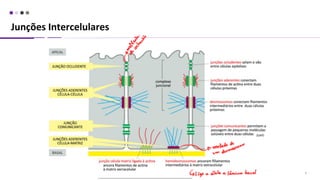 Junções Intercelulares
8
(GAP)
 