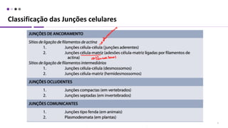 Classificação das Junções celulares
9
(GAP)
 