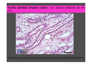 Tecido epitelial simples cúbico - ex: ductos coletores do rim
(CL)
http://www.kumc.edu/instruction/medicine/anatomy/histoweb/epithel/epithel.htm
 
