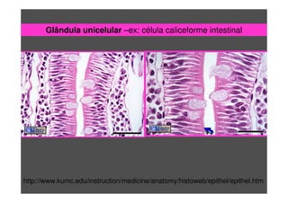 Glândula unicelular –ex: célula caliceforme intestinal
http://www.kumc.edu/instruction/medicine/anatomy/histoweb/epithel/epithel.htm
 