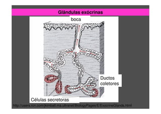 Glândulas exócrinas
http://users.rcn.com/jkimball.ma.ultranet/BiologyPages/E/ExocrineGlands.html
boca
Células secretoras
Ductos
coletores
 