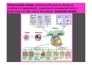 Diferenciação celular: processo pelo qual as células se
modificam e especializam, organizando-se espacialmente e
produzindo (ou não) matriz extracelular, formando tecidos
 