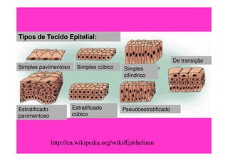 http://en.wikipedia.org/wiki/Epithelium
Tipos de Tecido Epitelial:
Simples pavimentoso Simples cúbico Simples
cilíndrico
Estratificado
pavimentoso
Estratificado
cúbico
Pseudoestratificado
De transição
 