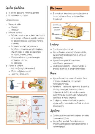 o Os epitélios glandulares formam as glândulas
o Ex: hormônios/ suor/ saliva
o Número de células:
→ Unicelular
→ Pluricelular
o Forma de secreção::
→ Exócrina: com ducto que se abrem para fora do
corpo ou para o interior de cavidades corporais.
Ex: glândulas sebáceas, sudoríparas, mamárias
e salivares
→ Endócrinas: sem duct, sua secreção –
hormônios- é lançada na corrente sanguínea e
atua em órgãos ou células-alvo específicos
ex: hipófise, tireóidea, ovários
→ Mistas ou anfícrinas: apresentam regiões
endócrinas e exócrinas
Ex: o pancreas
o Maneira de secretar:
→ Holócrina {toda glândula eliminada}
→ Merócrina {glândula intacta}
→ Apócrinas {elimina parte}
o É formada por duas camads distintas {epiderme e
derme} e abaixo se tem o tecido subcutâneo
{hipoderme}
o Camada mais externa da pele
o Apresenta várias camadas de células achatadas,
que se encontram aderidas umas às outras por
desmossomos
o Apresenta um epitélio do revestimento
estratificado e queratinizado
o Localizam os melanócitos – células envolvidas no
processo de síntese de uma proteína melanina
o Apresenta abundante matriz extracelular, fibras
proteicas, vascularização e presença de
terminações nervosas.
o Fibroblastos – células mais importantes da derme e
são responsáveis pela síntese das proteínas
colágenas e da elastina, além de glicosaminas e
glicoproteínas que exercem papel multiadesivo na
constituição da matriz conjuntiva
o O colágeno promove a resistência, enquanto a
elastina confere a elasticidade verificada na pele de
pessoas jovens
o Capacidade de armazenamento de lipídios em células
denominadas adipócitos
o Apresenta propriedade funcional de reserva
energética, proteção contra choques mecânicos e
termorregulação
 