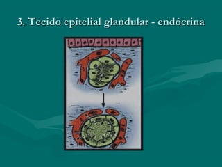 3. Tecido epitelial glandular - endócrina3. Tecido epitelial glandular - endócrina
 