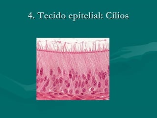 4. Tecido epitelial: Cílios4. Tecido epitelial: Cílios
 
