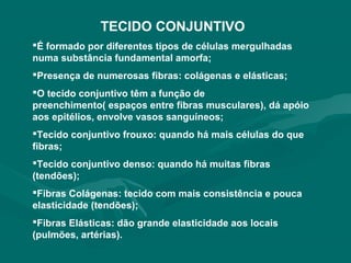 TECIDO CONJUNTIVO
É formado por diferentes tipos de células mergulhadas
numa substância fundamental amorfa;
Presença de numerosas fibras: colágenas e elásticas;
O tecido conjuntivo têm a função de
preenchimento( espaços entre fibras musculares), dá apóio
aos epitélios, envolve vasos sanguíneos;
Tecido conjuntivo frouxo: quando há mais células do que
fibras;
Tecido conjuntivo denso: quando há muitas fibras
(tendões);
Fibras Colágenas: tecido com mais consistência e pouca
elasticidade (tendões);
Fibras Elásticas: dão grande elasticidade aos locais
(pulmões, artérias).
 