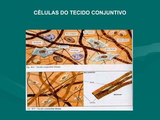 CÉLULAS DO TECIDO CONJUNTIVO
 