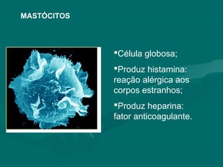 MASTÓCITOS
Célula globosa;
Produz histamina:
reação alérgica aos
corpos estranhos;
Produz heparina:
fator anticoagulante.
 