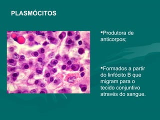 PLASMÓCITOS
Produtora de
anticorpos;
Formados a partir
do linfócito B que
migram para o
tecido conjuntivo
através do sangue.
 