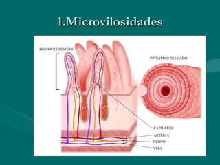 1.Microvilosidades1.Microvilosidades
 