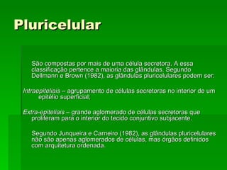 Pluricelular

    São compostas por mais de uma célula secretora. A essa
    classificação pertence a maioria das glândulas. Segundo
    Dellmann e Brown (1982), as glândulas pluricelulares podem ser:

 Intraepiteliais – agrupamento de células secretoras no interior de um
       epitélio superficial;

 Extra-epiteliais – grande aglomerado de células secretoras que
    proliferam para o interior do tecido conjuntivo subjacente.

    Segundo Junqueira e Carneiro (1982), as glândulas pluricelulares
    não são apenas aglomerados de células, mas órgãos definidos
    com arquitetura ordenada.
 
