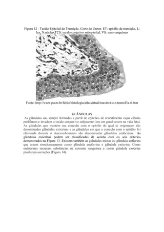 Figura 12 - Tecido Epitelial de Transição. Corte do Ureter. ET: epitélio de transição, L:
luz, N:núcleo,TCS: tecido conjutivo subepitelial, VS: vaso sanguíneo
Fonte: http://www.pucrs.br/fabio/histologia/atlasvirtual/maxim/t-e-r-transi43a-6.htm
GLÂNDULAS
As glândulas são sempre formadas a partir de epitélios de revestimento cujas células
proliferam e invadem o tecido conjuntivo subjacente, isto em geral ocorre na vida fetal.
As glândulas que mantêm sua conexão com o epitélio do qual se originaram são
denominadas glândulas exócrinas e as glândulas em que a conexão com o epitélio foi
eliminada durante o desenvolvimento são denominadas glândulas endócrinas. As
glândulas exócrinas podem ser classificadas de acordo com os seis critérios
demonstrados na Figura 13. Existem também as glândulas mistas ou glândula anfícrina
que atuam simultaneamente como glândula endócrina e glândula exócrina. Como
endócrinas secretam substâncias na corrente sanguínea e como glândula exócrina
produzem secreções (Figura 14).
 