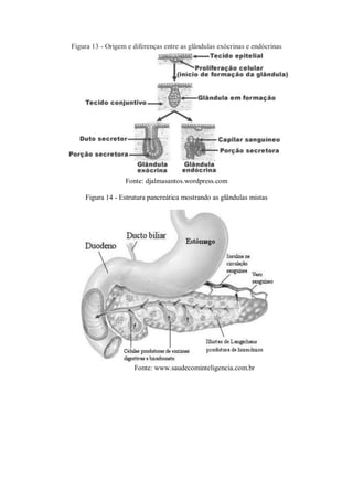 Figura 13 - Origem e diferenças entre as glândulas exócrinas e endócrinas
Fonte: djalmasantos.wordpress.com
Figura 14 - Estrutura pancreática mostrando as glândulas mistas
Fonte: www.saudecominteligencia.com.br
 