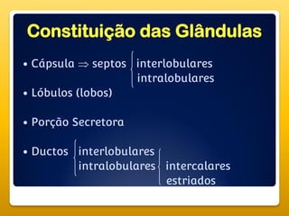 Constituição das Glândulas
 Cápsula  septos interlobulares
intralobulares
 Lóbulos (lobos)
 Porção Secretora
 Ductos interlobulares
intralobulares intercalares
estriados
 