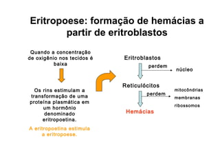 Eritropoese: formação de hemácias a
partir de eritroblastos
Eritroblastos
Reticulócitos
Hemácias
perdem
núcleo
perdem
mitocôndrias
membranas
ribossomos
Quando a concentração
de oxigênio nos tecidos é
baixa
Os rins estimulam a
transformação de uma
proteína plasmática em
um hormônio
denominado
eritropoetina.
A eritropoetina estimula
a eritropoese.
 