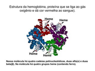 Estrutura da hemoglobina, proteína que se liga ao gás
oxigênio e dá cor vermelha ao sangue).
Nessa molécula há quatro cadeias polinucleotídicas, duas alfa(α) e duas
beta(β). Na molécula há quatro grupos heme (contendo ferro).
 