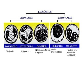Bilobado trilobado
Núcleo de forma
irregular
Núcleo
arredondado
Núcleo em
forma de
ferradura
 