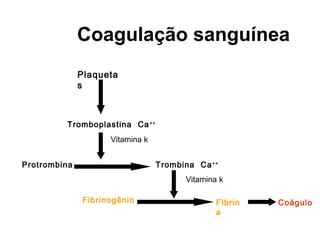 Coagulação sanguínea
Plaqueta
s
Tromboplastina Ca++
Protrombina Trombina Ca++
Fibrinogênio Fibrin
a
Coágulo
Vitamina k
Vitamina k
 