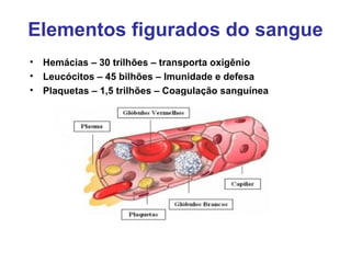 Elementos figurados do sangue
• Hemácias – 30 trilhões – transporta oxigênio
• Leucócitos – 45 bilhões – Imunidade e defesa
• Plaquetas – 1,5 trilhões – Coagulação sanguínea
 