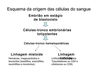 Esquema da origem das células do sangue
Embrião em estágio
de blastocisto
Células-tronco embrionárias
totipotentes
Células-tronco hematopoiéticas
Linhagem mieloide Linhagem
linfoideHemácias, megacariócitos e
leucócitos (basófilos, eosinófilos,
neutrófilos e monócitos).
Linfócitos B e linfócitos
T(auxiliadores ou CD4 e
citotóxicos ou CD8)
 