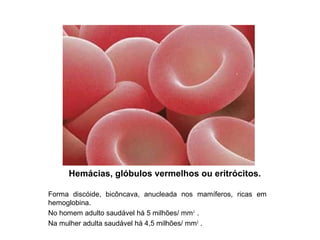 Hemácias, glóbulos vermelhos ou eritrócitos.
Forma discóide, bicôncava, anucleada nos mamíferos, ricas em
hemoglobina.
No homem adulto saudável há 5 milhões/ mm3
.
Na mulher adulta saudável há 4,5 milhões/ mm3
.
 