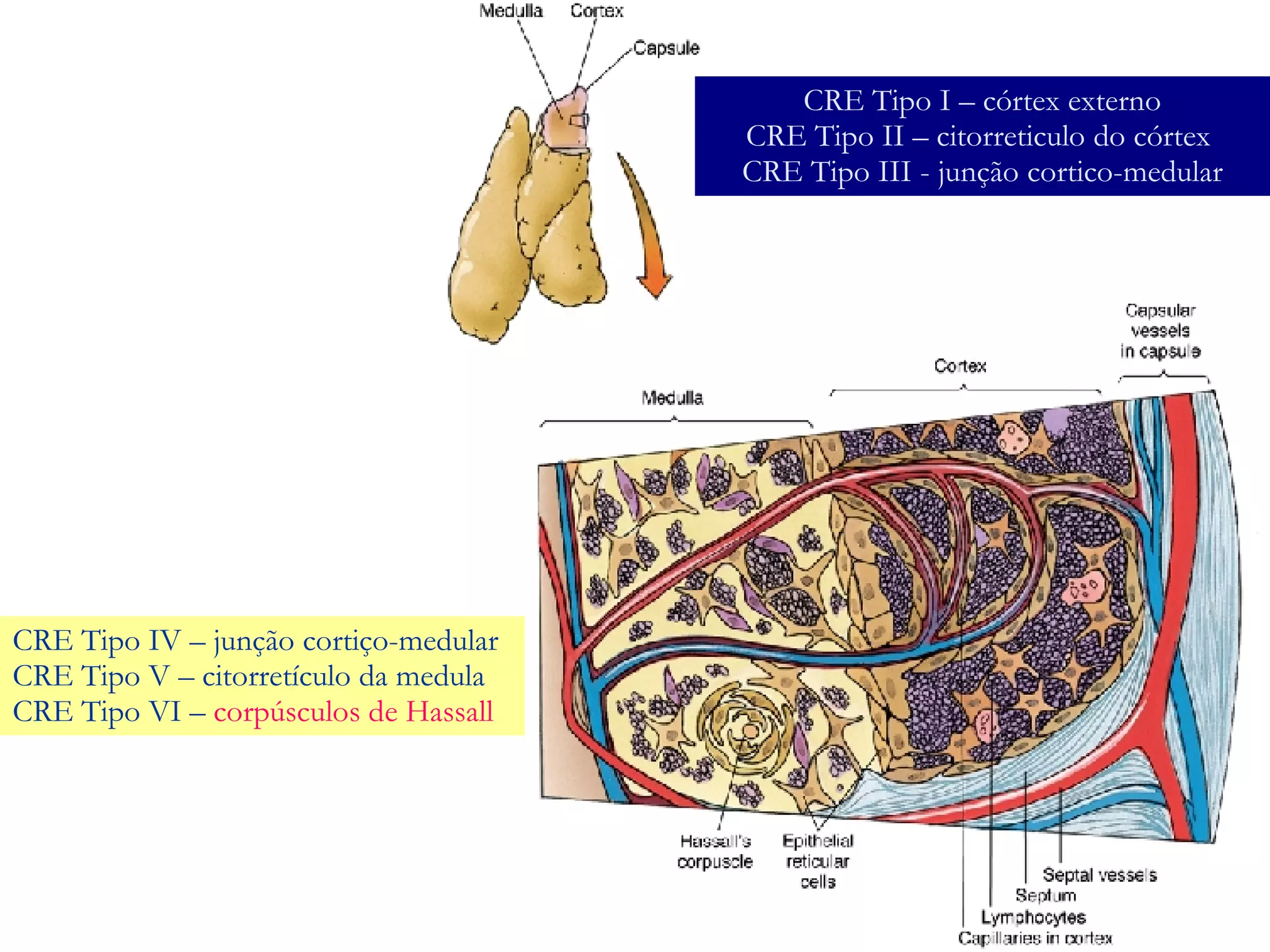 CRE Tipo I – córtex externo CRE Tipo II – citorreticulo do córtex  CRE Tipo III - junção cortico-medular CRE Tipo IV – junção cortiço-medular CRE Tipo V – citorretículo da medula CRE Tipo VI –   corpúsculos de Hassall  