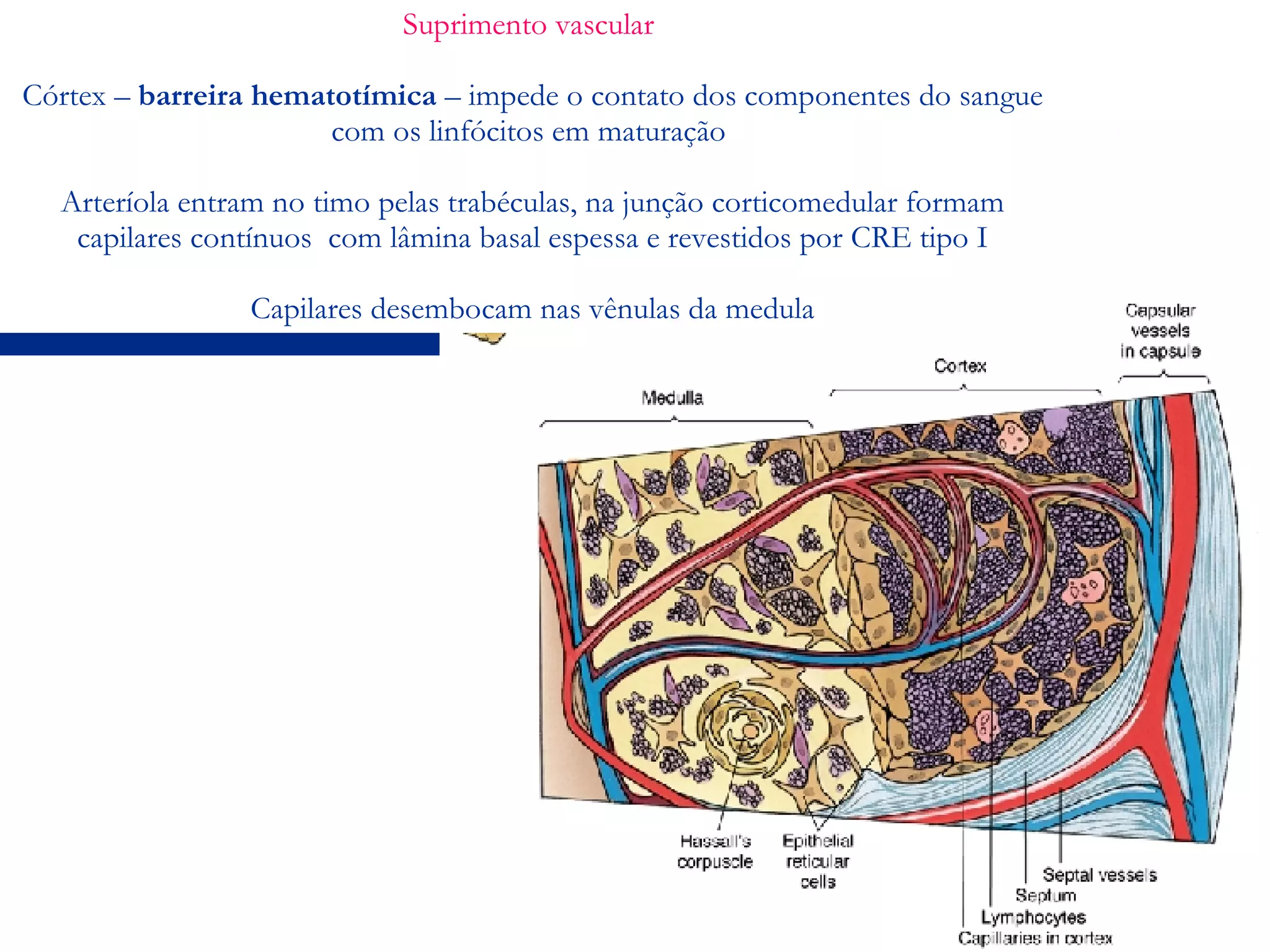 Suprimento vascular  Córtex –  barreira hematotímica  – impede o contato dos componentes do sangue com os linfócitos em maturação  Arteríola entram no timo pelas trabéculas, na junção corticomedular formam capilares contínuos  com lâmina basal espessa e revestidos por CRE tipo I Capilares desembocam nas vênulas da medula 