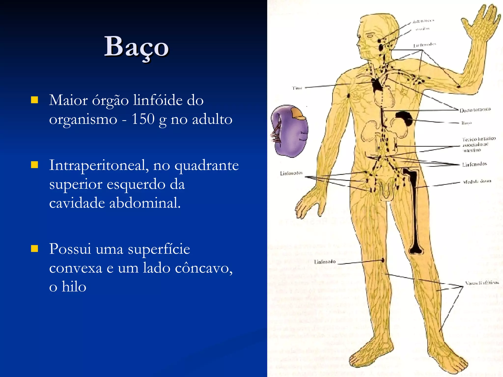 B aço Maior órgão linfóide do organismo - 150 g no adulto Intraperitoneal, no quadrante superior esquerdo da cavidade abdominal.  Possui uma superfície convexa e um lado côncavo, o hilo 