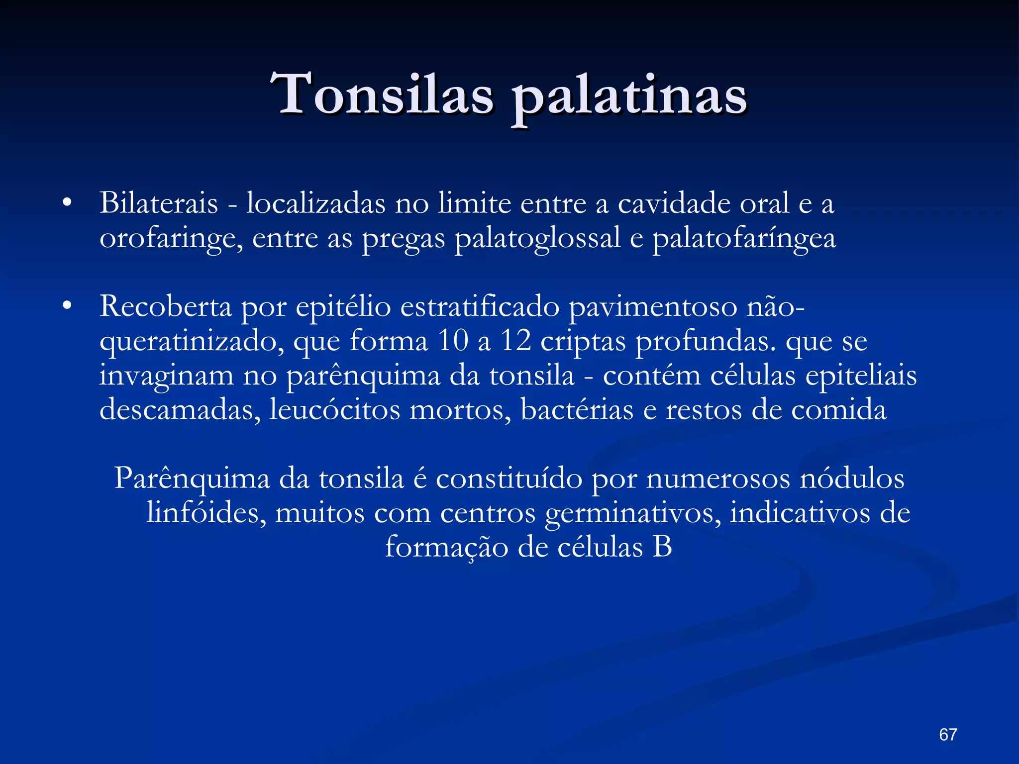 Tonsilas palatinas Bilaterais - localizadas no limite entre a cavidade oral e a orofaringe, entre as pregas palatoglossal e palatofaríngea Recoberta por epitélio estratificado pavimentoso não-queratinizado, que forma 10 a 12 criptas profundas. que se invaginam no parênquima da tonsila - contém células epiteliais descamadas, leucócitos mortos, bactérias e restos de comida Parênquima da tonsila é constituído por numerosos nódulos linfóides, muitos com centros germinativos, indicativos de formação de células B 