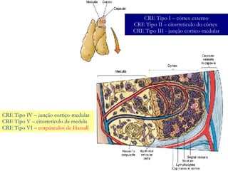 CRE Tipo I – córtex externo CRE Tipo II – citorreticulo do córtex  CRE Tipo III - junção cortico-medular CRE Tipo IV – junção cortiço-medular CRE Tipo V – citorretículo da medula CRE Tipo VI –   corpúsculos de Hassall  