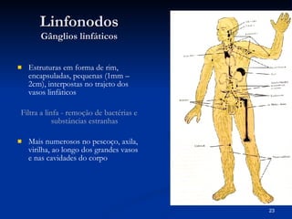 Linfonodos Gânglios linfáticos Estruturas em forma de rim, encapsuladas, pequenas (1mm – 2cm), interpostas no trajeto dos vasos linfáticos Filtra a linfa - remoção de bactérias e substâncias estranhas Mais numerosos no pescoço, axila, virilha, ao longo dos grandes vasos e nas cavidades do corpo 