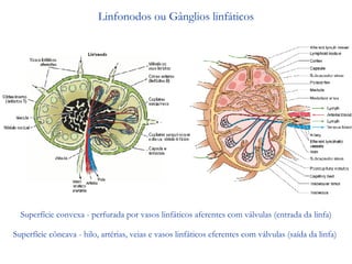 Linfonodos ou Gânglios linfáticos Superfície convexa - perfurada por vasos linfáticos aferentes com válvulas (entrada da linfa) Superfície côncava - hilo, artérias, veias e vasos linfáticos eferentes com válvulas (saída da linfa)  