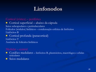 Linfonodos Cortical (córtex) – periférica  Cortical superficial – abaixo da cápsula Seios subcapsulares e peritrabeculares Folículos (nódulos) linfáticos – condensação esférica de linfócitos Linfócitos B Cortical profunda (paracortical) Linfócitos T Ausência de folículos linfáticos  Medular – central  Cordões medulares  – linfócitos B, plasmócitos, macrófagos e células reticulares Seios medulares 