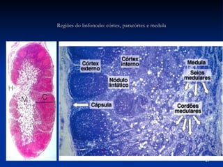 Regiões do linfonodo: córtex, paracórtex e medula 