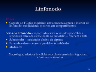 Linfonodo Córtex Cápsula de TC não-modelado envia trabéculas para o interior do linfonodo, subdividindo o córtex em compartimentos Seios do linfonodo  – espaços dilatados revestidos por células reticulares estreladas semelhante ao endotélio – recebem a linfa Subcapsular - localizados abaixo da cápsula Paratrabeculares - correm paralelos às trabéculas  Medulares  Macrófagos, aderidos às células reticulares estreladas, fagocitam substâncias estranhas 