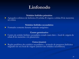 Linfonodo Nódulos linfóides primários   Agregados esféricos de linfócitos B (células B virgens e células B de memória) no córtex Nódulos linfóides secundários  Formados somente durante estimulo antigênico  Centro germinativo  Centro do nódulo linfático secundário corado mais claro – local de origem da célula B de memória e do plasmócito Coroa (manto)  Região periférica dos nódulos secundários – acúmulo de pequenos linfócitos migrados do seu local de origem (interior dos nódulos secundários) 