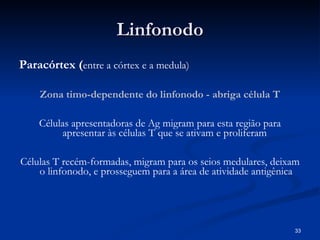 Linfonodo Paracórtex ( entre a córtex e a medula) Zona timo-dependente do linfonodo - abriga célula T Células apresentadoras de Ag migram para esta região para apresentar às células T que se ativam e proliferam  Células T recém-formadas, migram para os seios medulares, deixam o linfonodo, e prosseguem para a área de atividade antigênica 