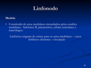 Linfonodo Medula Constituída de seios medulares circundados pelos cordões medulares - linfócitos B, plasmócitos, células reticulares e macrófagos.  Linfócitos migram do córtex para os seios medulares – vasos linfáticos eferentes – circulação  