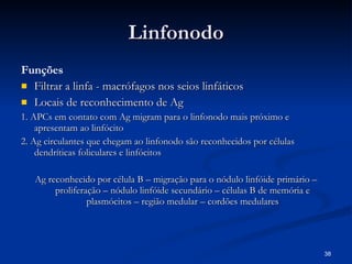 Linfonodo Funções Filtrar a linfa - macrófagos nos seios linfáticos Locais de reconhecimento de Ag 1. APCs em contato com Ag migram para o linfonodo mais próximo e apresentam ao linfócito 2. Ag circulantes que chegam ao linfonodo são reconhecidos por células dendríticas foliculares e linfócitos Ag reconhecido por célula B – migração para o nódulo linfóide primário – proliferação – nódulo linfóide secundário – células B de memória e plasmócitos – região medular – cordões medulares 