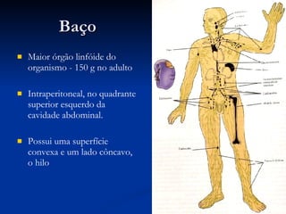 B aço Maior órgão linfóide do organismo - 150 g no adulto Intraperitoneal, no quadrante superior esquerdo da cavidade abdominal.  Possui uma superfície convexa e um lado côncavo, o hilo 