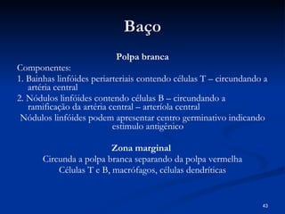 B aço Polpa branca Componentes: 1. Bainhas linfóides periarteriais contendo células T – circundando a artéria central 2. Nódulos linfóides contendo células B – circundando a ramificação da artéria central – arteríola central Nódulos linfóides podem apresentar centro germinativo indicando estimulo antigênico Zona marginal  Circunda a polpa branca separando da polpa vermelha Células T e B, macrófagos, células dendríticas 