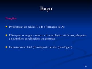 B aço Funções Proliferação de células T e B e formação de Ac  Filtro para o sangue - remover da circulação eritrócitos, plaquetas e neutrófilos envelhecidos ou anormais Hematopoiese fetal (fisiológico) e adulto (patológico) 
